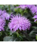 Monarda didyma ‘Blue Moon’